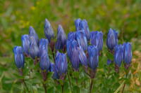 Mountain Bog Gentian, Shadow Lake, Washington