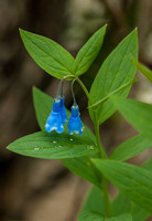 Mountain Bluebells Drpping Dew, Colorado Rockies