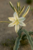 Desert Lily, Anza Berrago, CA