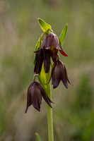Chocolate Lily, Santa Rosa Plateau, CA