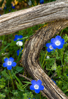 Baby Blue Eyes, Santa Rosa Plateau, CA