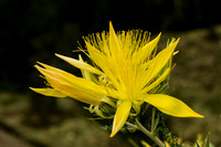Blazing Star, Highland Lakes Area, CA