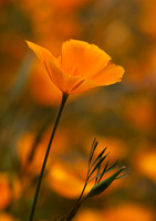 Foothill Poppy, South of Jackson, CA