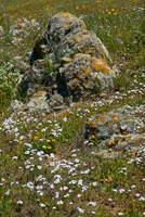 Rock Surrounded by Wildflowers, Pacheco S.P., CA