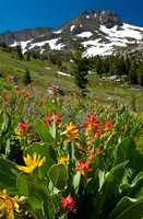 Roundtop with Wildflowers, Sierra