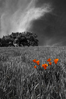 Poppies, Briones Preserve, East Bay, CA