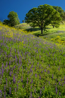 Wildflowers and Oaks, Table Mountain, CA