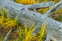 Log With Drying Grass, Sawtooth N.R.A.