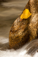 Aspen Leaf Attached to Rock, Eastern Sierra