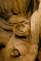 Gnarled Bristlecone Pine, White Mountains, CA