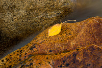 Aspen Leaf with Rushing Water Between Two Rocks