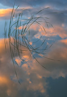 Reeds in Pond, Sacramento Pass, Nevada
