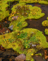 Moss and Wildflowers in Snow Melt, Mount Rainier N.P.