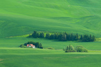 Green Wheat Fields of the Palouse in Washington