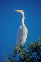 Great Egret