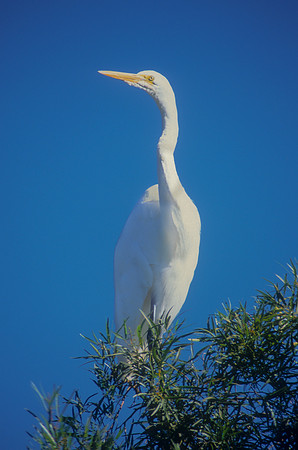Great Egret