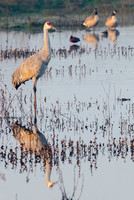 Sandhill Cane, Cosumnes Preserve, CA