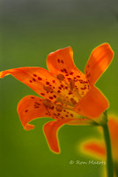 Alpine Lily - Roundtop Lake, CA