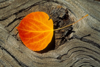 Aspen Leaf on Log - Carson Pass Area