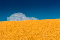 Storm Cloud over Wheat - Montezuma Hills, Near Rio Vista,CA