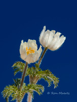Western Anemone with Crater Lake Background