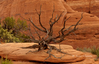 Juniper Snag - Tower Arch Trail, Arches N.P.
