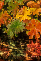 Indian Rhubarb Reflections - Silver Fork, American River