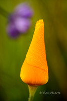 Dew covered California Poppy - Santa Rosa Plateau, CA