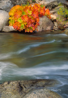 Indian Rhubarb, Silver Fork of the American River - Kyburz