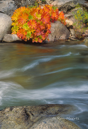 Indian Rhubarb, Silver Fork of the American River - Kyburz