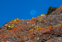 Lichens and setting Moon