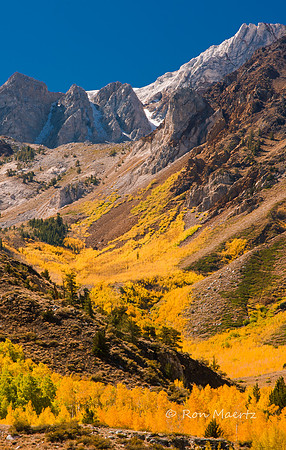 McGee Creek Canyon Fall Color - Eastern Sierra