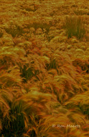 Sunset Foxtails - Canadian Rockies