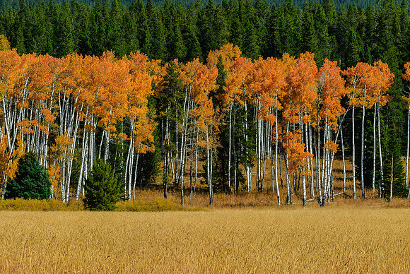 Bands of Color, Arizona Creek Meadow, Grand Teton N.P.