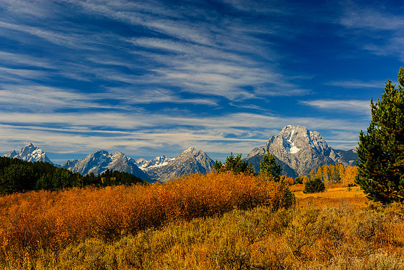 Willows pointing to Mount Moran, Gand  Teton N.P.