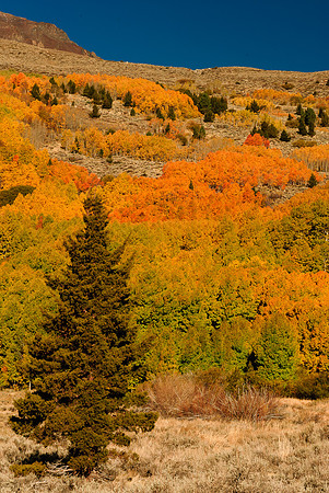 Eastern  Sierra Fall Color