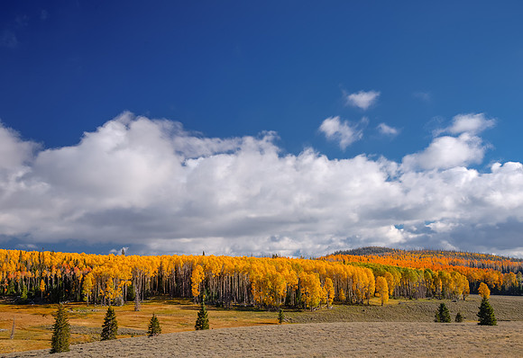 Aspen Covered Hill Near Cedar Breaks N.M.
