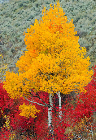 Wyoming Fall Color