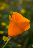 California Poppy - Bear Valley