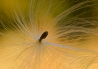 Milkweed Seed - Yosemite Valley