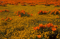 Poppies and Goldfield, Bear Valley, Colusa Co., CA