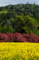 Bands of Color, Near Putah Creek, Yolo Co., CA