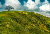 Lone Tree with Wildflowers Coast Range CA