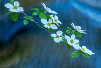 Dogwoods along the Merced River, Yosemite N.P.