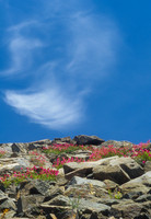 Penstemon (Mountain Pride) on Talus Slope, Woods Lake, CA