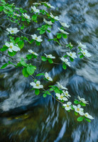 Dogwoods along the Merced River, Yosemite N.P.