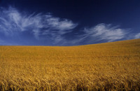 Wheat Fields, Montezuma Hills