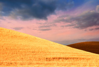 Early Morning, Wheat Fields, Montezuma Hills