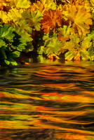 Indian Rhubarb Water Colors, Silver Fork, American River