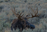 Bull Moose Resting, Gros Ventre, Grand Teton Teton N.P.